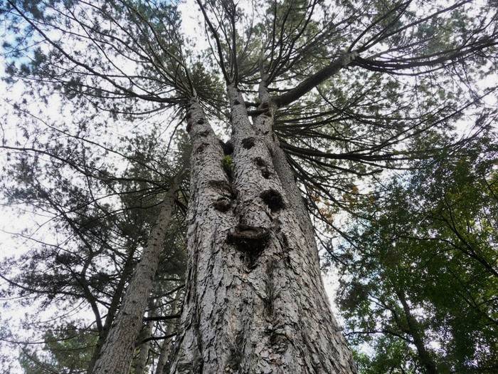 Monte Faito, scempiato albero plurisecolare