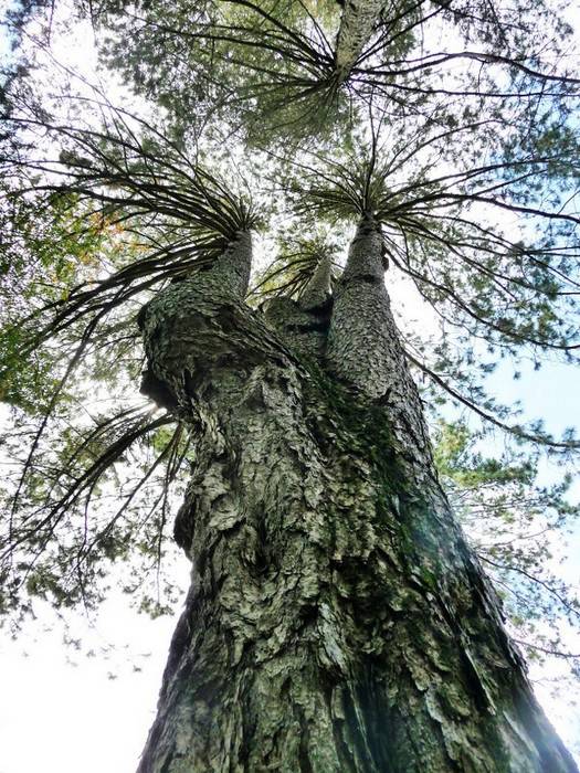 Monte Faito, scempiato albero plurisecolare