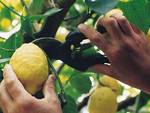 raccolta limoni ravello morte bracciante