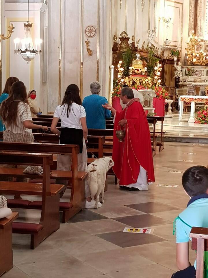 Positano. Benedizione dei cani ai tempi del Covid