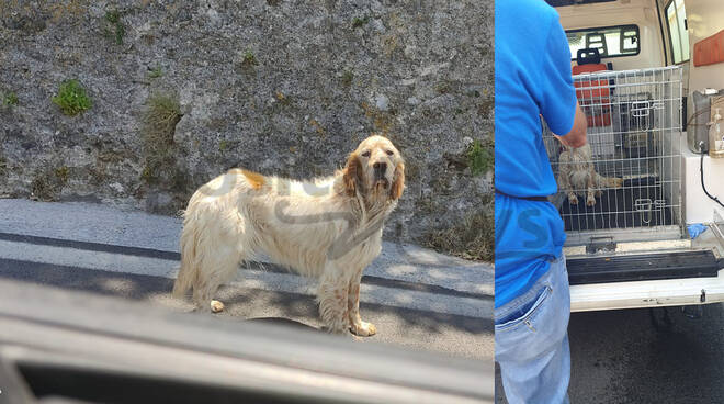 tramonti cane abbandonato provinciale chiunzi