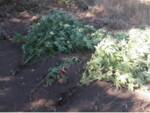 Cava de’ Tirreni: la Polizia sequestra alcune piante di marijuana coltivate in un terreno in zona Vessa