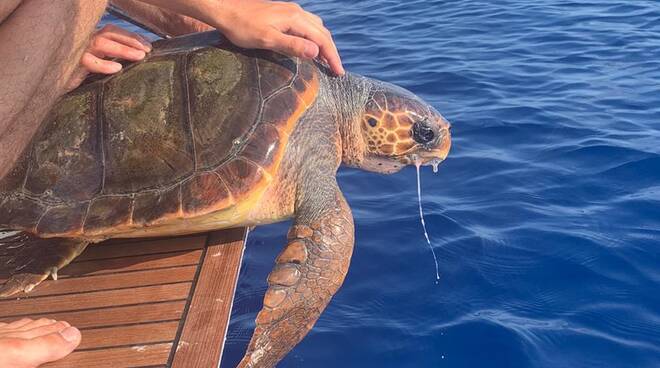 caretta caretta da stromboli a massa lubrense