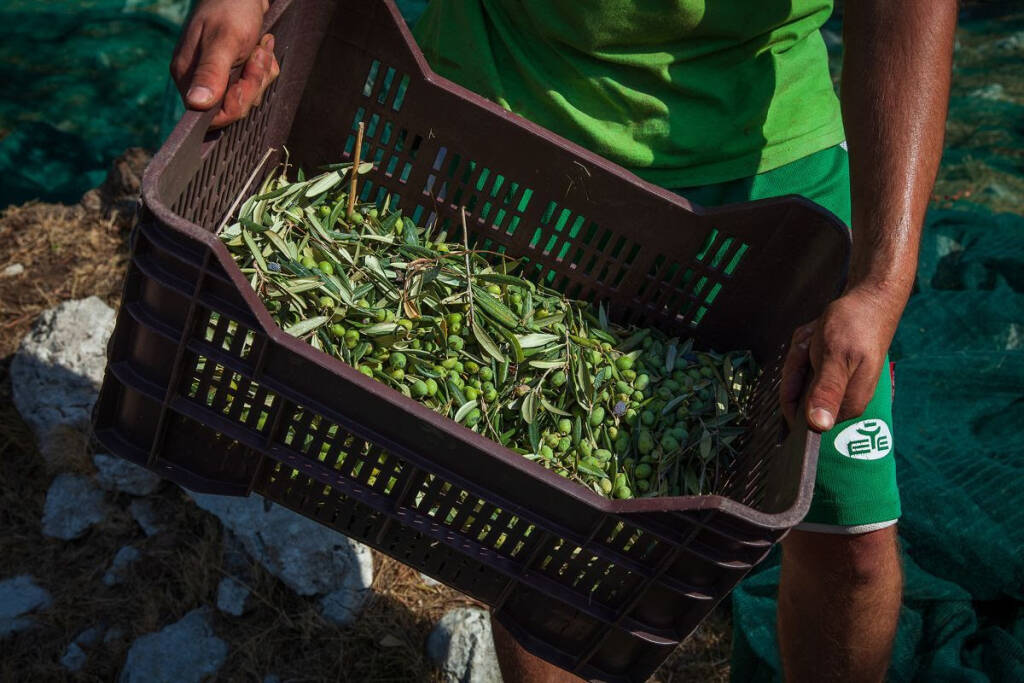 Anacapri tra i primi comuni d'Italia ad avviare la raccolta delle olive 2020 grazie all'associazione L'Oro di Capri