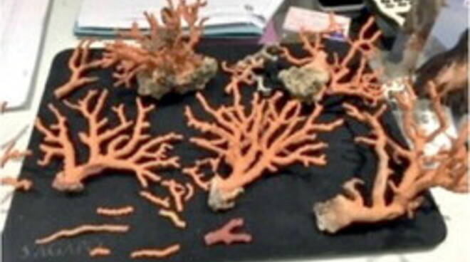 Praiano. I predoni del corallo: i finti ricercatori saccheggiarono quattro quintali, in sette a giudizio