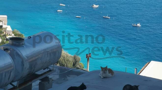 Positano colonia di gatti di Via Boscariello