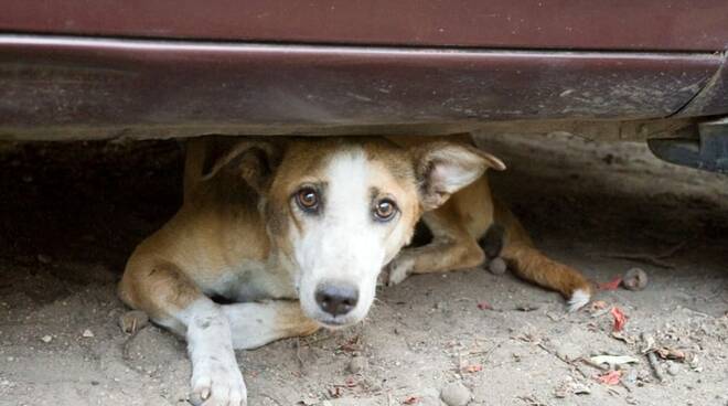 Vico Equense. Tutela degli animali, il Comune beneficiario di un contributo ministeriale