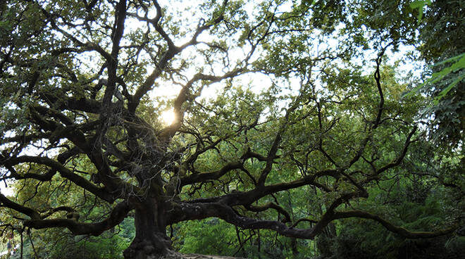 La \"La Quercia delle streghe\" di Gragnano - Capannoni, Lucca vince il Concorso sugli alberi monumentali 2020