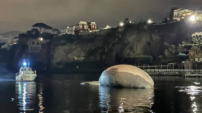 Balena a Sorrento