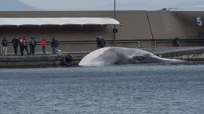 Balena Morta Adesso Si Cerca Il Balenottero Nel Golfo Positanonews