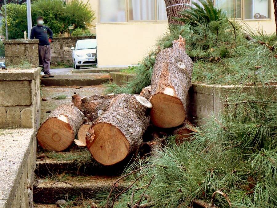 Piano di Sorrento: alberi abbattuti , il M5S presenta esposto in Procura contro il Comune