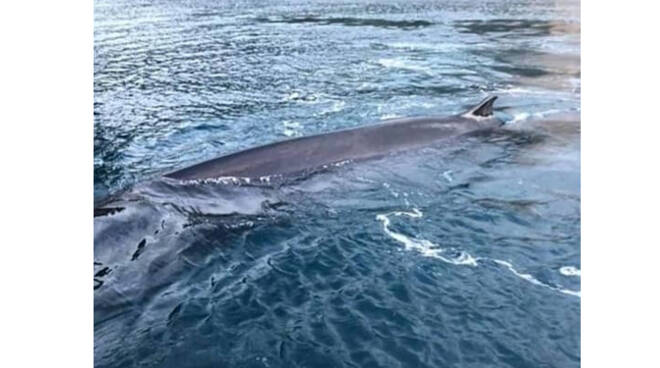 Sorrento, balenottera ritrova morta. Le parole del Parco Marino di Punta Campanella