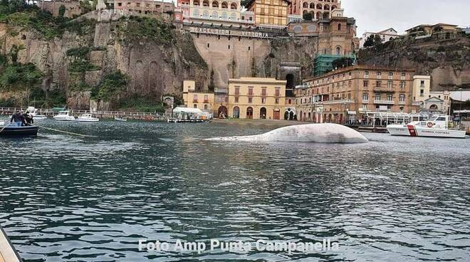 Sorrento, iniziata la rimozione della carcassa della balena