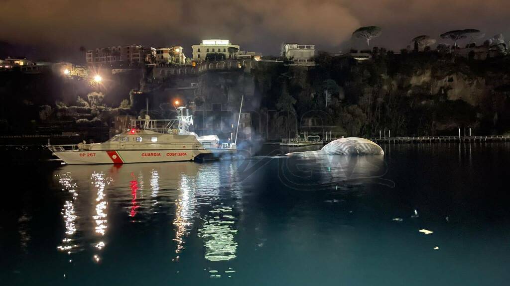 Sorrento, l'ultimo viaggio della balenottera