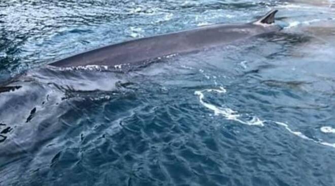 Sorrento, si definiscono gli ultimi dettagli per la rimozione ed il trasporto della balenottera: si farà la necroscopia