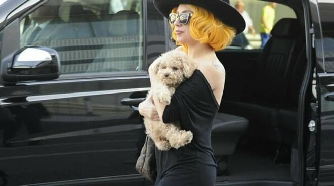 Lady Gaga disperata: i suoi cani rapiti a Los Angeles mentre lei è a Roma per girare "Gucci"