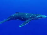 Massa Lubrense, Area Marina Protetta Punta Campanella: “Oggi Giornata mondiale delle Balene”