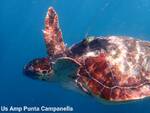 Massa Lubrense, tre tartarughe ritrovano la libertà al largo di Punta Campanella