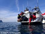 Massa Lubrense, tre tartarughe ritrovano la libertà al largo di Punta Campanella