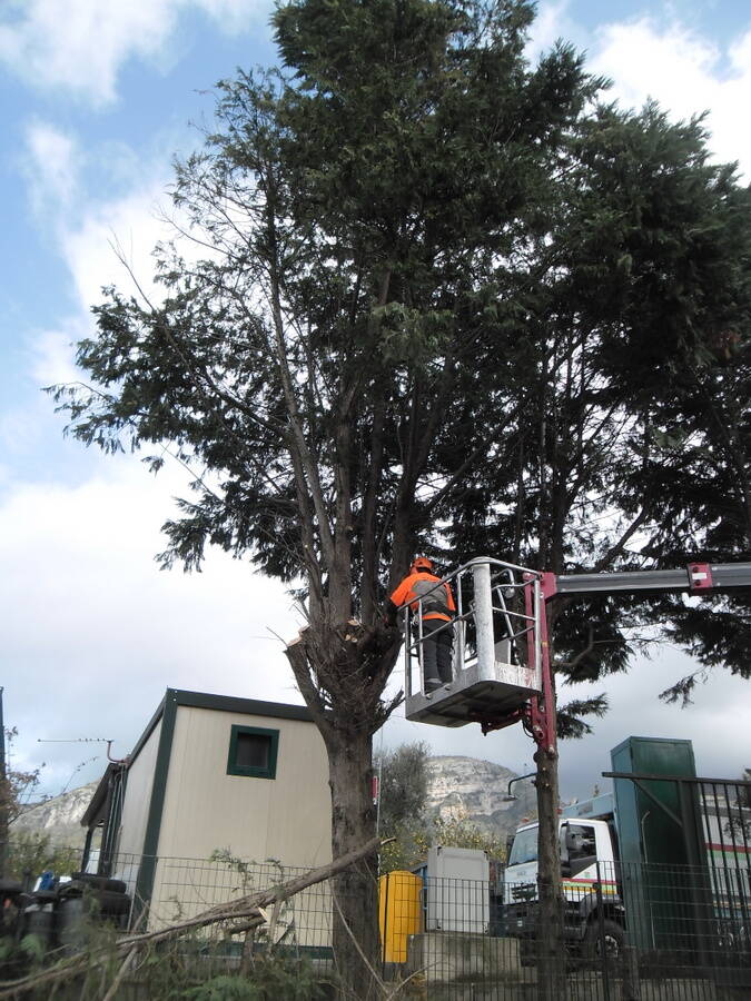 Piano di Sorrento: tagliati gli alberi dell'isola ecologica