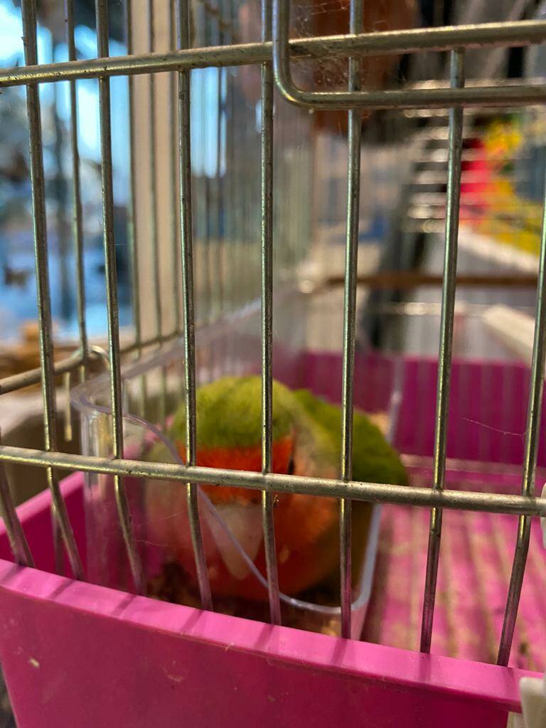 Positano, trovato pappagallino Inseparabile: si trova al Garage Mandara