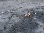 Sorrento, oggi le pulizie della spiaggetta della Marina Piccola