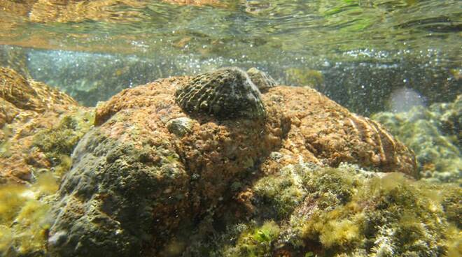 A Camogli salvata dall\'estinzione la Patella