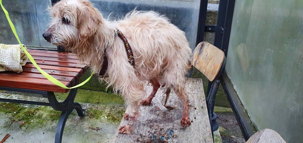 Enpa Costa d'Amalfi salva la vita a un cagnolino. Qualcuno lo riconosce?