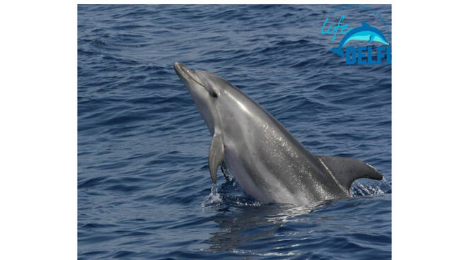 Massa Lubrense Amp Punta Campanella Incontra Pescatori Associazioni E Guide Per Tutela Delfini E Censimento Biodiversita Positanonews