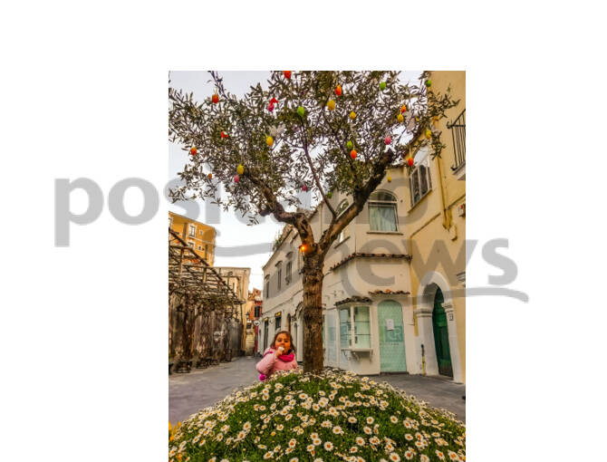 Positano, l'ulivo della speranza in Piazza dei Mulini