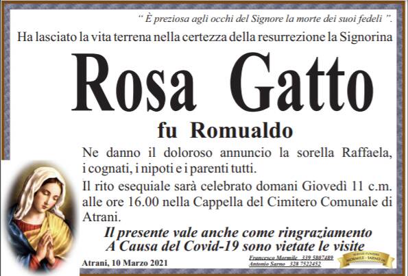 rosa gatto