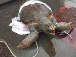 Vietri sul Mare, trovata una tartaruga in spiaggia: purtroppo l'esemplare è deceduto