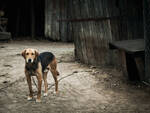 CAMPANIA - L’APPELLO DI SAVE THE DOGS AL GOVERNATORE DE LUCA: INTRODURRE SANZIONI SEVERE PER CHI DETIENE UN CANE ALLA CATENA, NON BASTA IL DIVIETO.