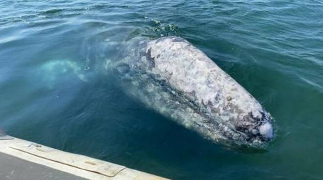 La Balena Wally e l\'insegnamento del coronavirus