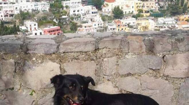 Lulù cane alla Garitta a Positano 