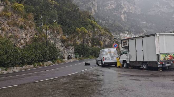 Positano cane alla Garitta