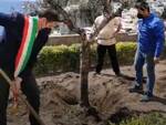 Positano, piantumato il primo albero di ulivo in ricordo delle vittime del covid