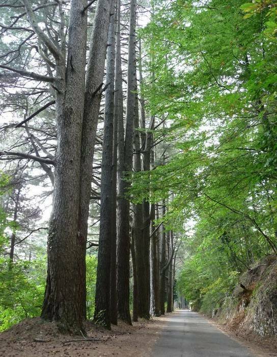 WWF ed associazioni ambientaliste sulla proprietà e gestione del Monte Faito 