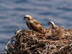 WWF - Arcipelago Toscano torna il falco pescatore estinto come didificante dal 1969