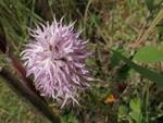 Su Monte Vico Alvano per il censimento di fiori e alberi