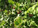 Su Monte Vico Alvano per il censimento di fiori e alberi