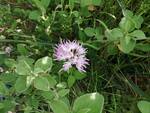 Su Monte Vico Alvano per il censimento di fiori e alberi