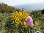 Su Monte Vico Alvano per il censimento di fiori e alberi