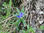 Su Monte Vico Alvano per il censimento di fiori e alberi