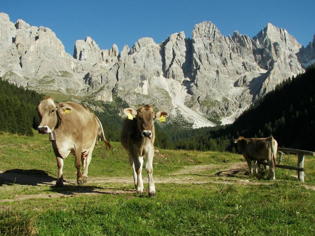 Il formaggio  PIAVE   DOP  espressione del territorio