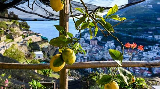 Limoni costa d' Amalfi foto Daria Malysheva