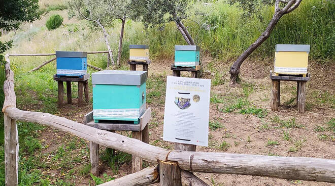 Massa Lubrense, alla Baia di Ieranto arrivano le api per produrre dell’ottimo miele