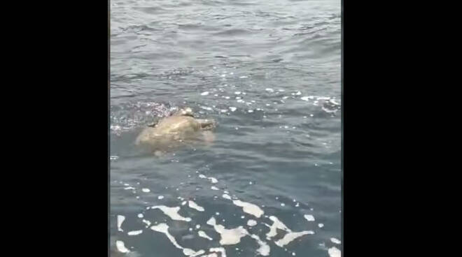 Avvistata una Caretta Caretta tra lo scoglio del Vervece e Marina Lobra a Massa Lubrense