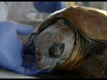 \"Man Kind Man\" - Dal Sarno alle tartarughe un film sull\'inquinamento nel Golfo di Napoli