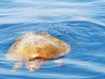 ⭕Appello da Punta Campanella:\"Massima attenzione per le tartarughe marine\"